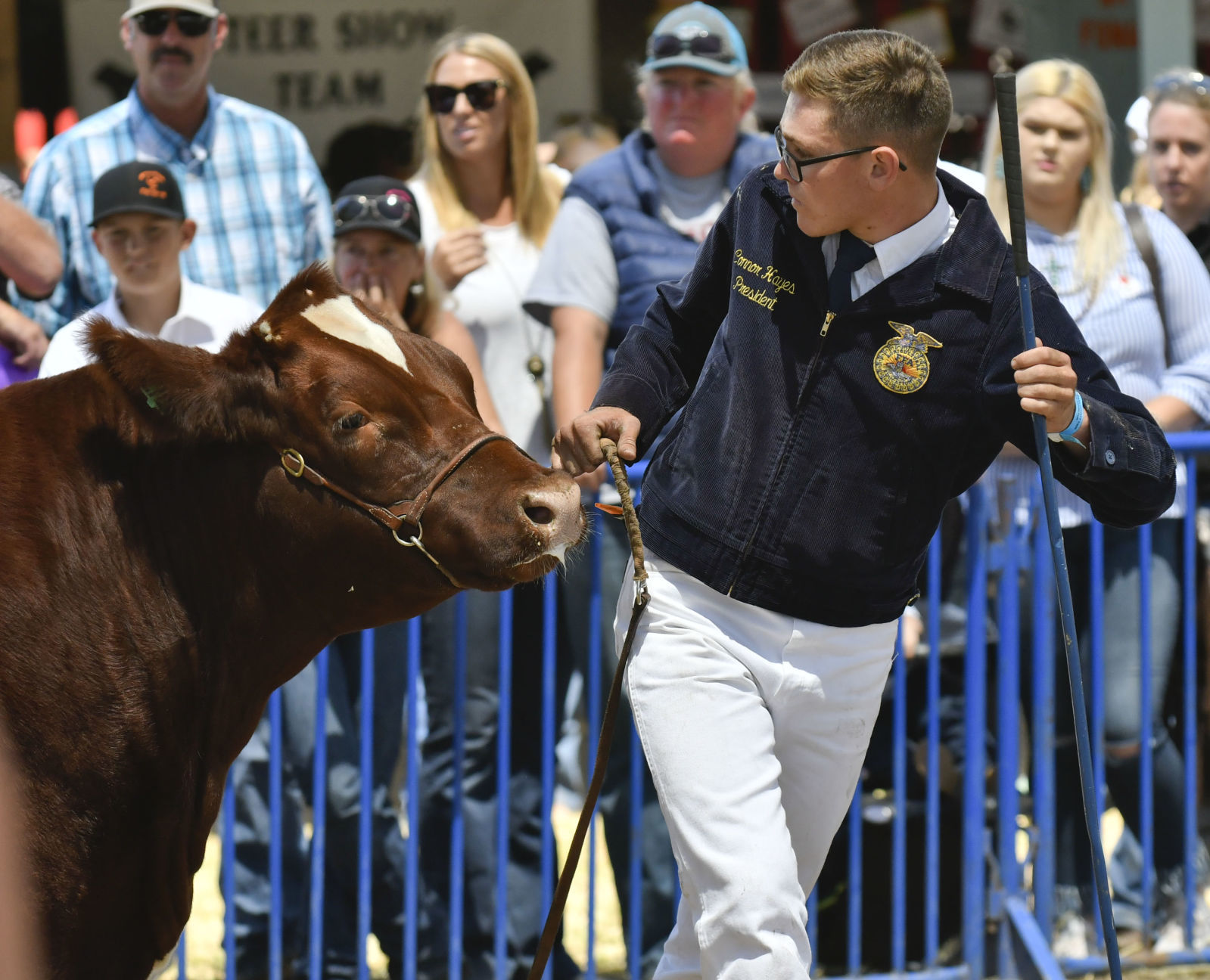 071018 County Fair steer judging 11.jpg